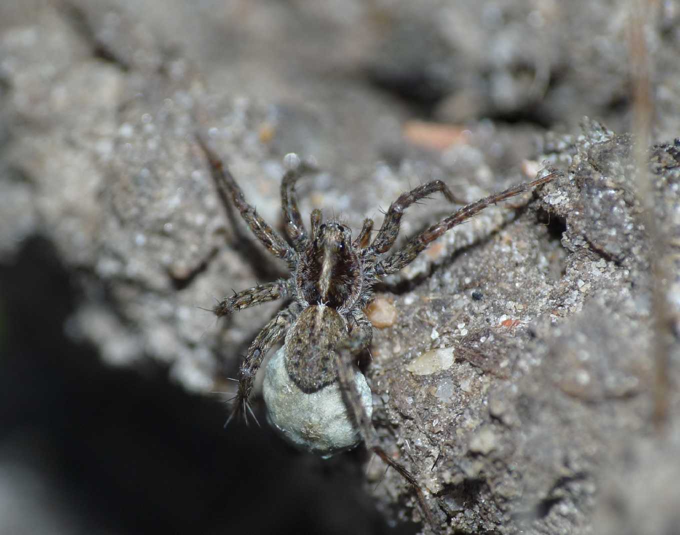 Pardosa sp.